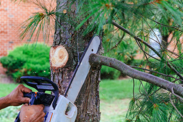 Best Hedge Trimming  in Keowee Key, SC